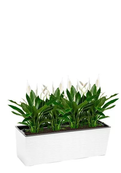 Спатифиллум 13/50 см в LAMELA Begonia DŁUTO