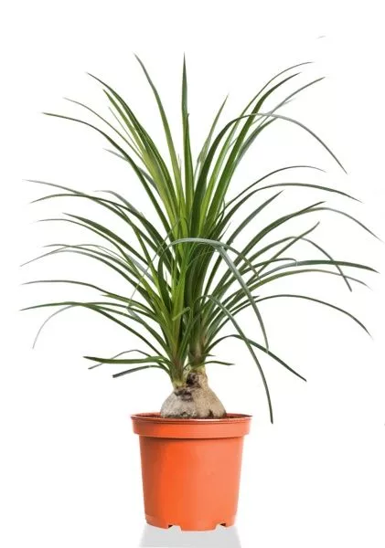 Нолина Спутник 12/40 см