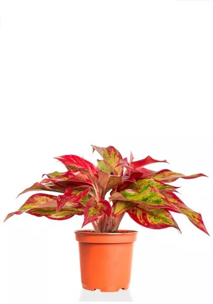 Аглаонема Крит 12/30 см