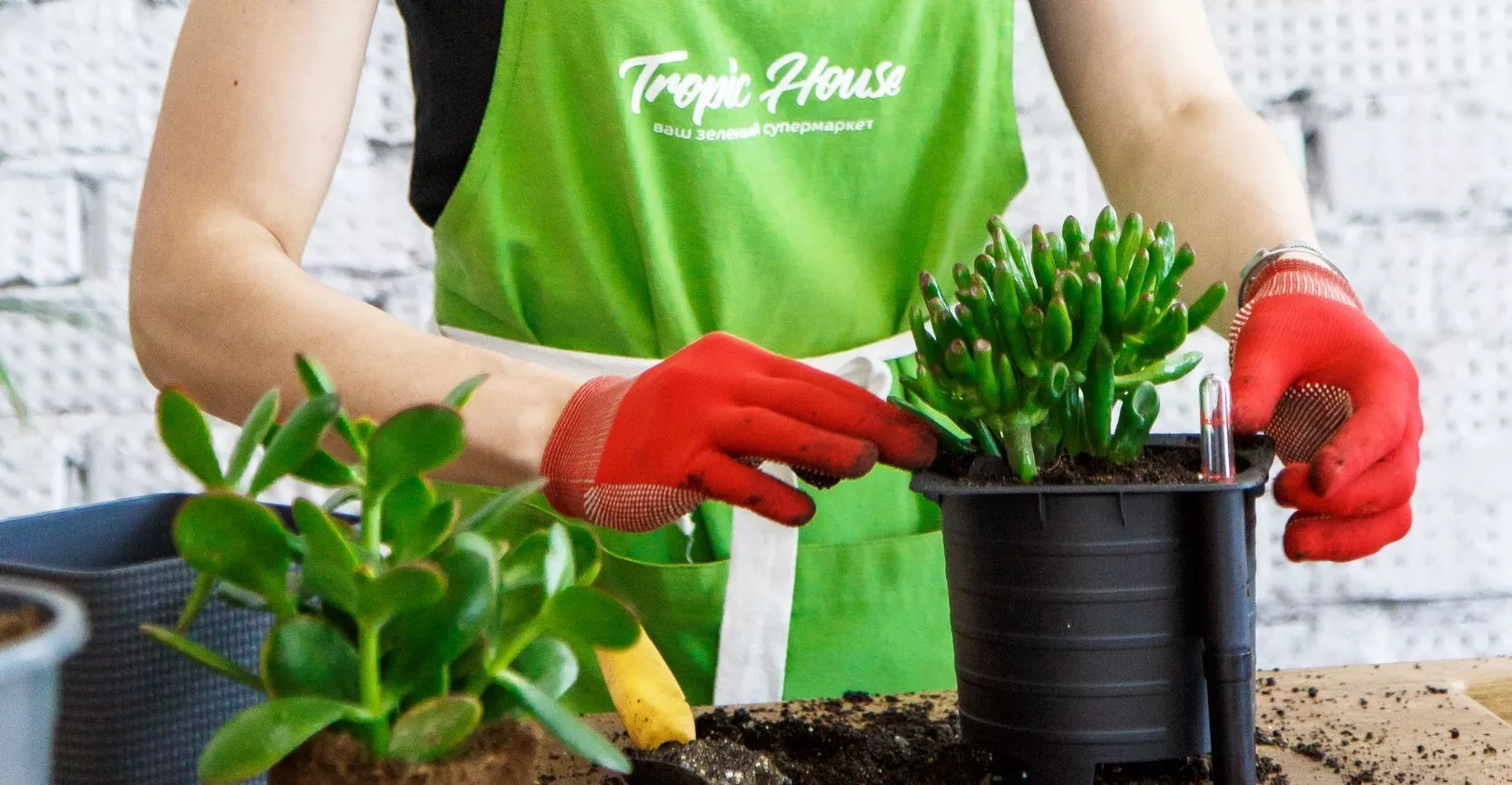 ВЫЕЗДНАЯ ПЕРЕСАДКА РАСТЕНИЙ