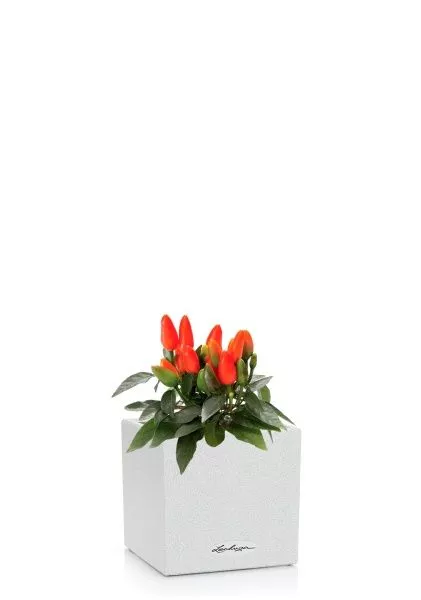 Капсикум микс 10/25 в CANTO STONE 14