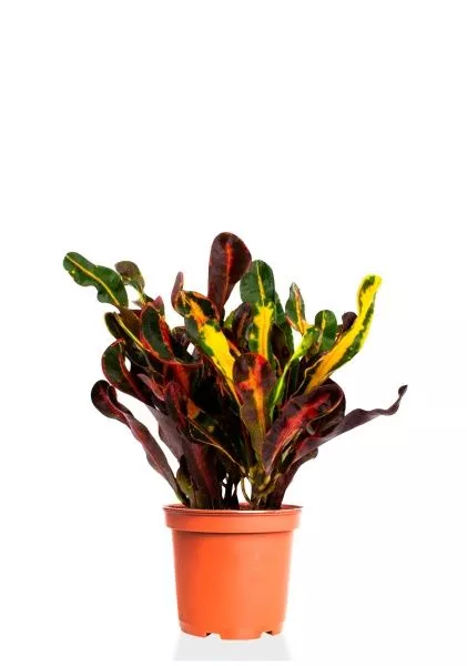 Кротон (Кодиеум) Мамми 12/30 см