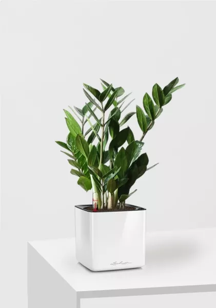 Замиокулькас 12/45 см в CUBE GLOSSY 14