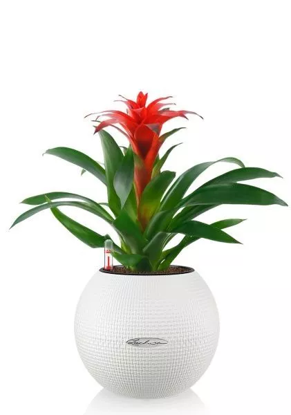 Гузмания Калипсо красная 12/40 см в PURO 20