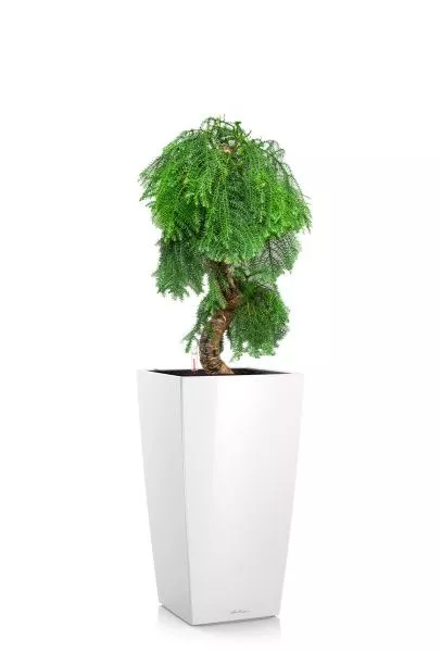 Араукария бонсай 40/110 см в CUBICO 40