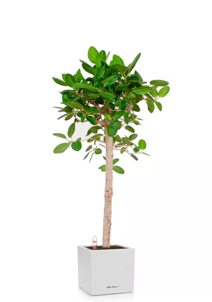 Фикус Бенгальский Одри на штамбе 24/110 см в CANTO STONE LOW 30