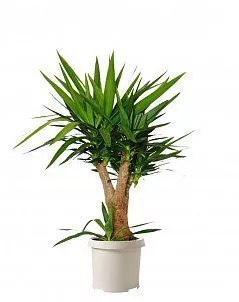 Юкка разветвленная 24/80 см