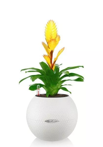 Вриезия желтая в PURO 20