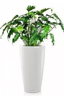 Филодендрон Ксанаду в RONDO 32