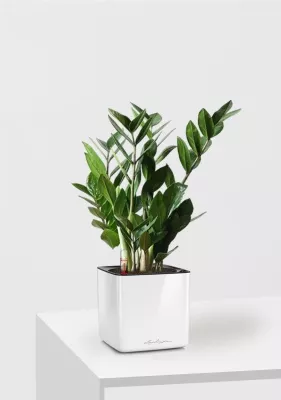 Замиокулькас в CUBE Glossy 14, белый блестящий