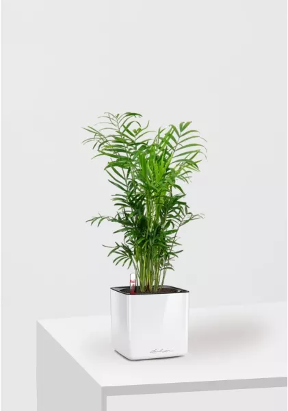 Хамедорея Элеганс 12/45 в CUBE GLOSSY 14