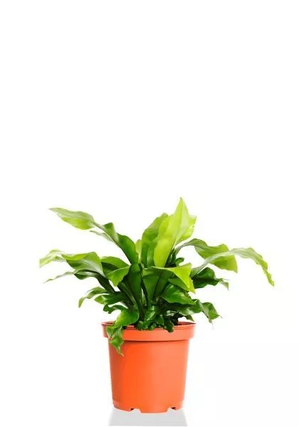 Асплениум Нидус 12/25