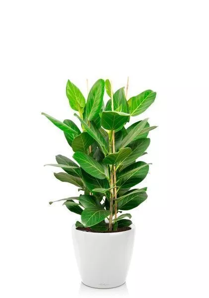 Фикус Бенгальский 3 ствола 27/90 см в CLASSICO LS 28