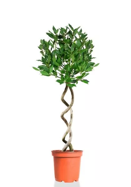 Лавр Нобилис двойная спираль 27/130 см