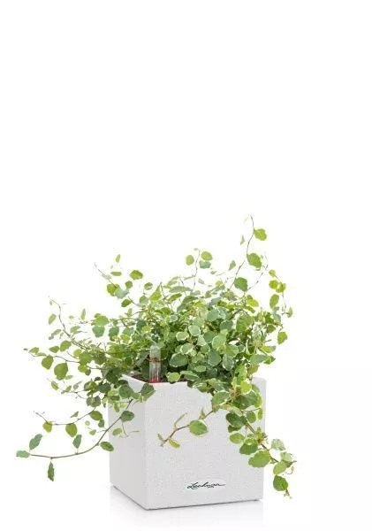 Фикус Пумила в CANTO STONE 14