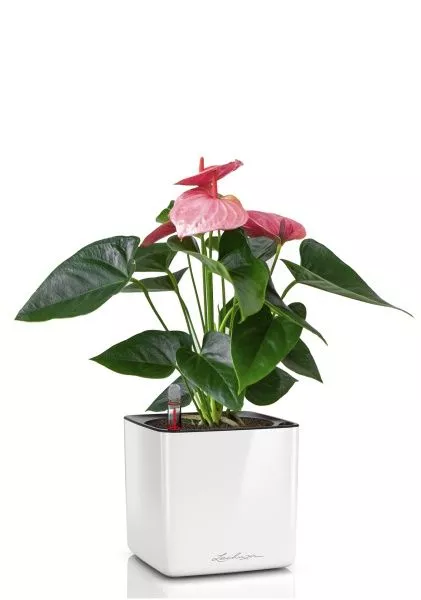 Антуриум розовый в CUBE GLOSSY 14