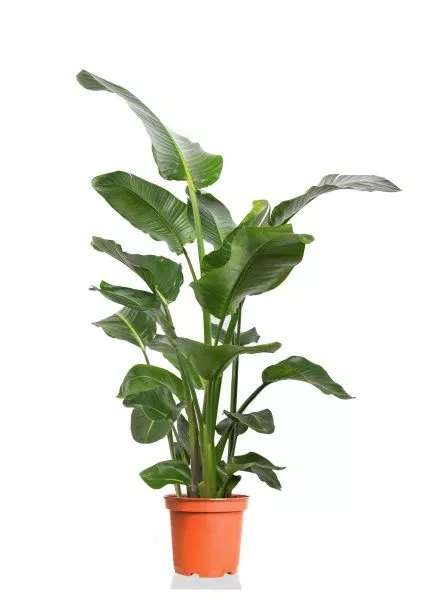 Стрелиция Николай 24/130 см