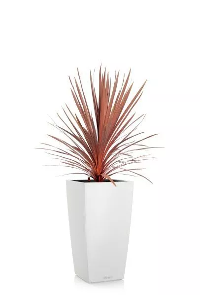 Кордилина Ред Стар 24/100 см в CUBICO COLOR 30