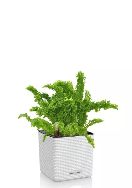 Папоротник Нефролепис Возвышенный в CUBE COLOR 14