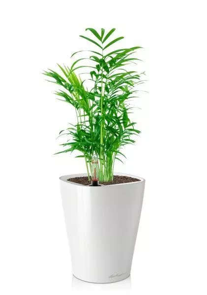 Хамедорея 9/30 в DELTINI 14