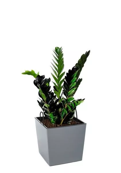 Замиокулькас Равен 15/50 см в LAMELA Juka 19x19