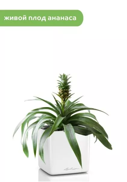 Ананас в CUBE GLOSSY 14
