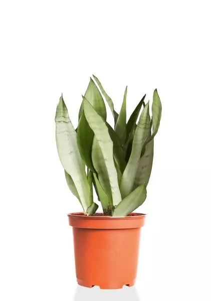 Сансевиерия Муншайн 14/45 см