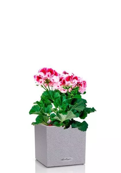 Пеларгония Грандифлора 12/25 см в CANTO STONE 14