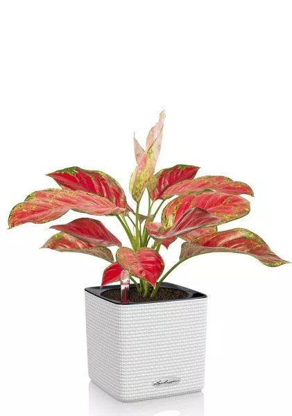 Аглаонема Корал Ред в CUBE COLOR 14