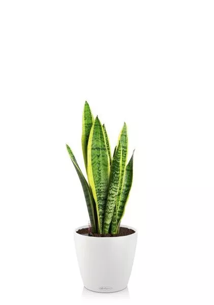 Сансевиерия Лауренти 21/70 см в CLASSICO COLOR 28