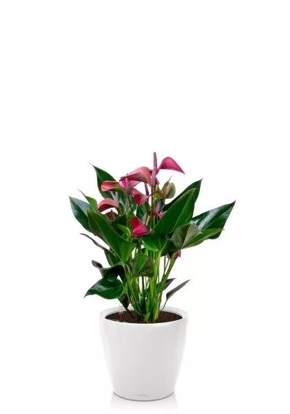 Антуриум Андрианум пурпурный 17/55 см в CLASSICO LS 28