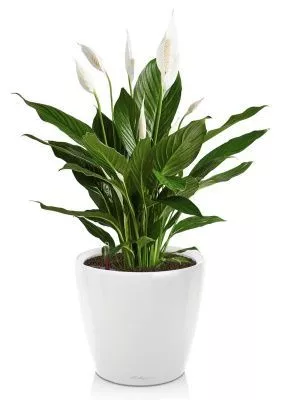 Спатифиллум в CLASSICO LS 21, белый блестящий