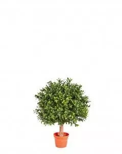 Самшит Шар уличный на коротком стволе