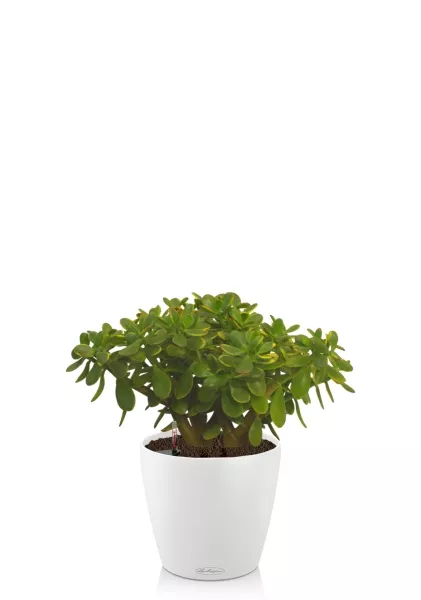 Крассула Овата Сансет 29/45 см в CLASSICO COLOR 35