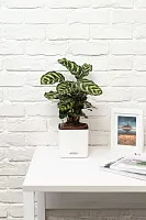 Калатея Макояна 12/35 см в CUBE GLOSSY 14