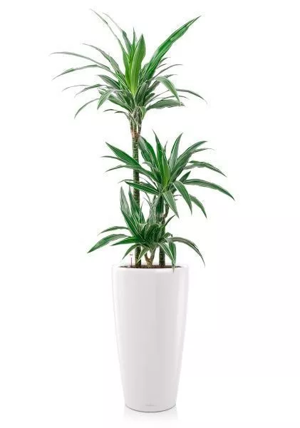 Драцена Варнески 3 ствола 21/110 в RONDO 32