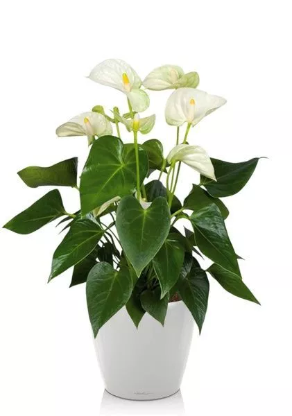 Антуриум Андрианум белый 17/60 см в CLASSICO LS 21