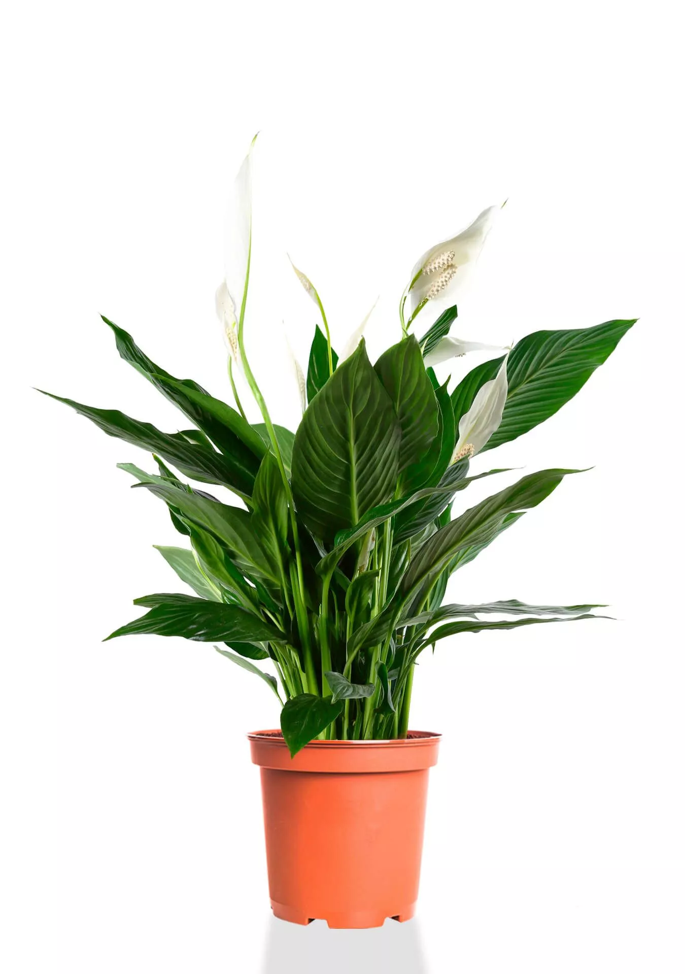 Спатифиллум