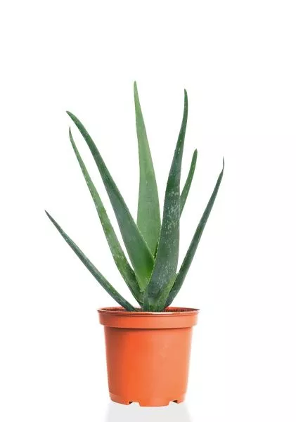 Алоэ Вера 12/30 см