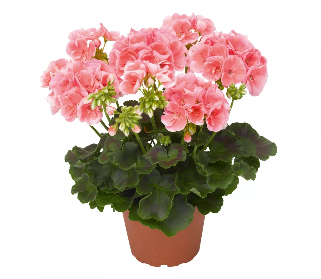 Пеларгония