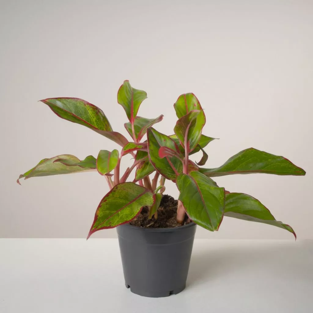 krit-b-gorshke1.jpg krit-b-gorshke1.jpg