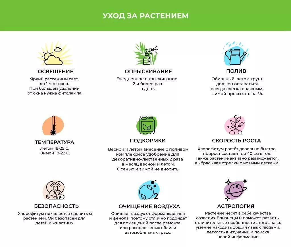 Хлорофитум.jpg Хлорофитум.jpg