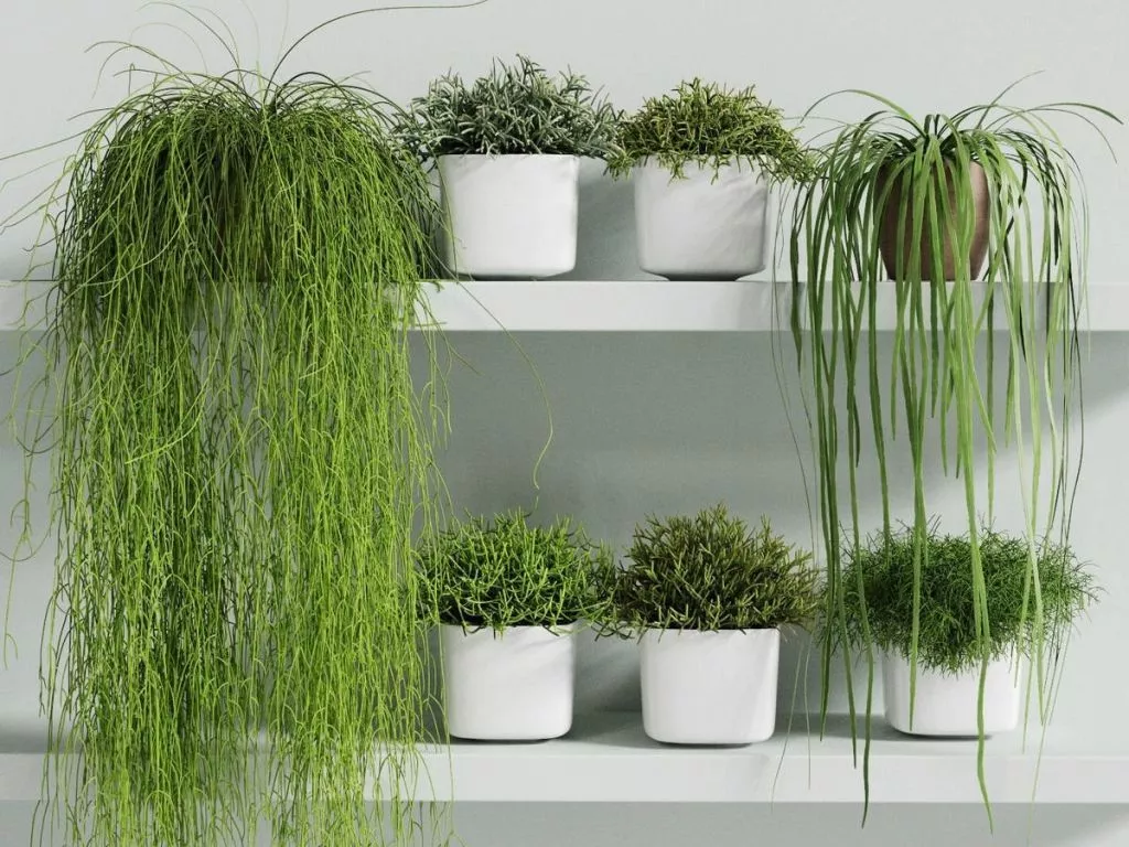 ripsalis1537.jpg ripsalis1537.jpg