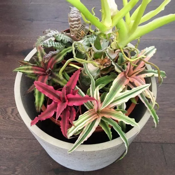 kriptays.jpg kriptays.jpg