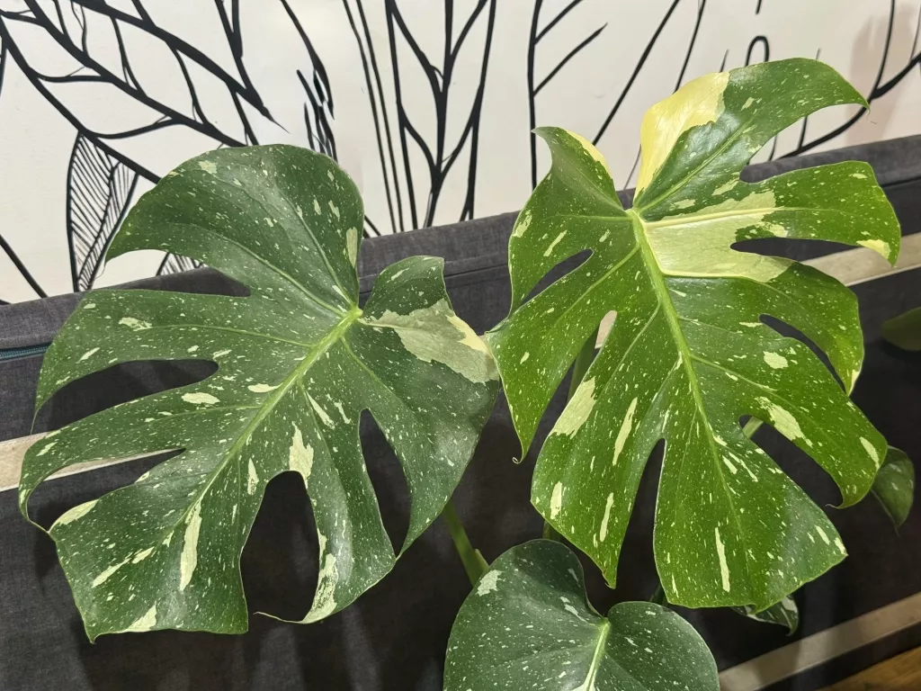 IMG_5168.JPG IMG_5168.JPG