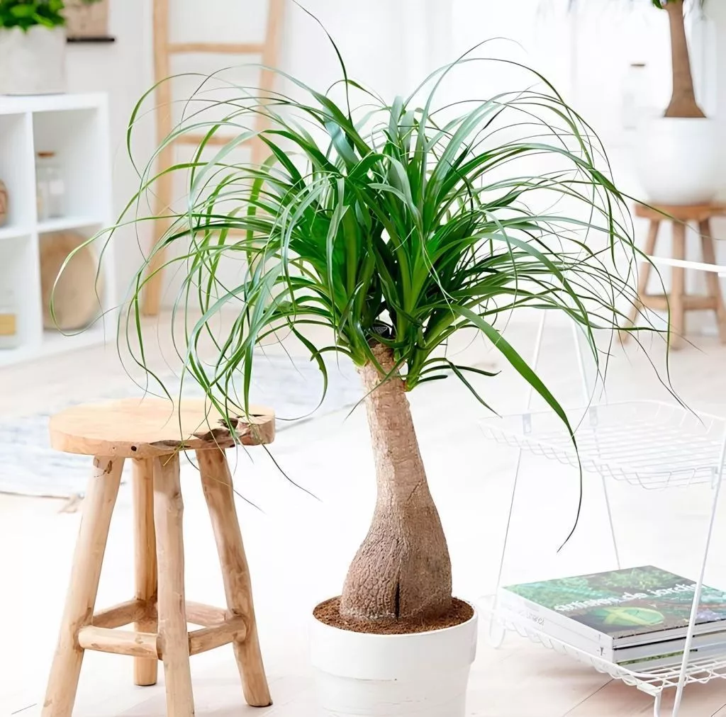 Нолина.jpg Нолина.jpg