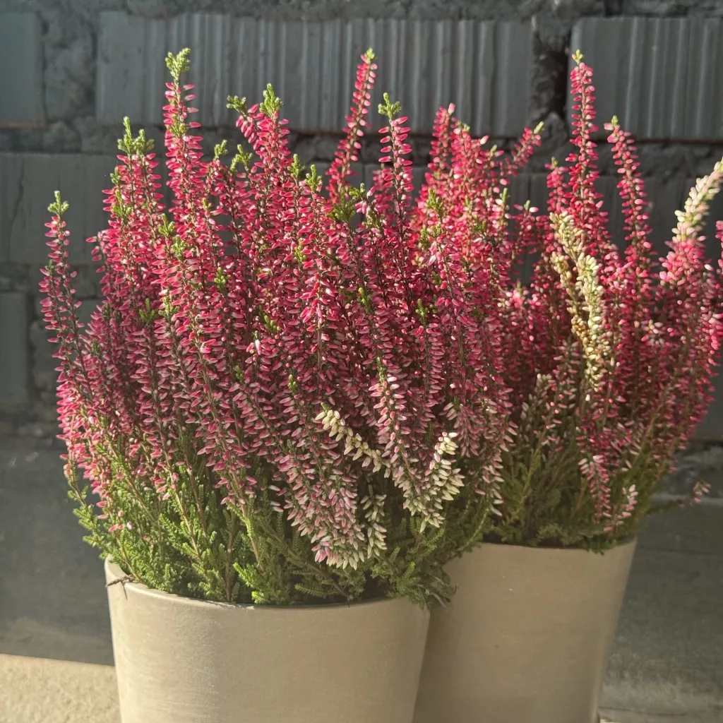 IMG_7299.JPG IMG_7299.JPG