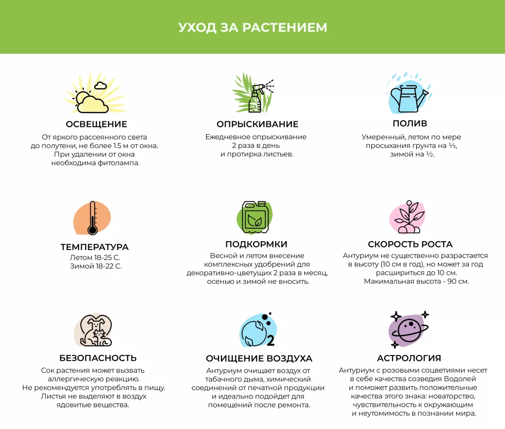 Антуриум Антуриум бРозовый.png