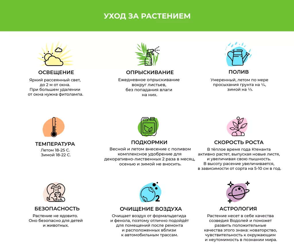 Ктенанта.png Ктенанта.png