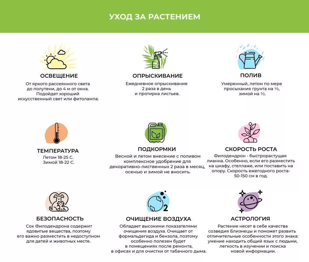 Филодендрон.jpg Филодендрон.jpg